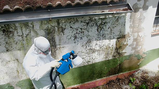 Top rated local Attic Mold Remediation specialists in Fife, WA